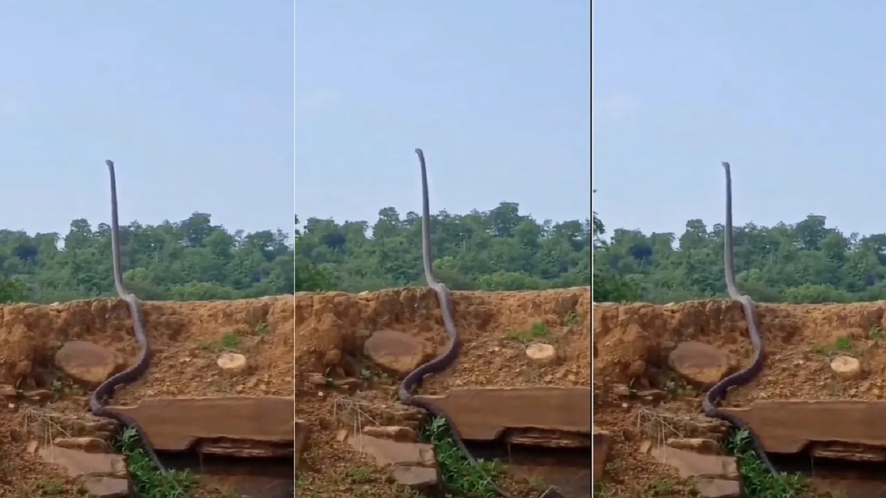 King cobra viral video