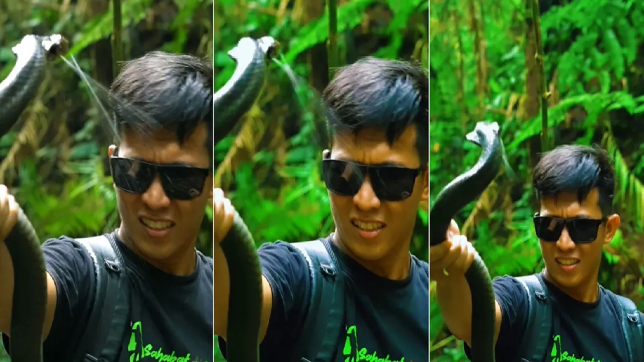 King cobra viral video