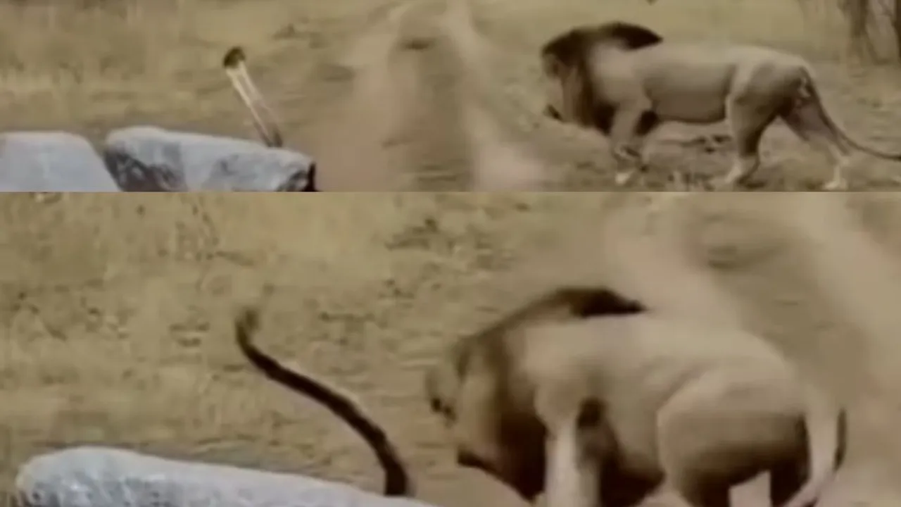 lion and cobra attack video