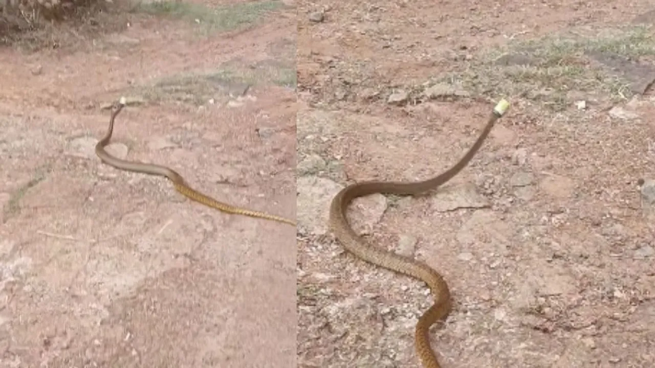 snake mouth bottle viral video