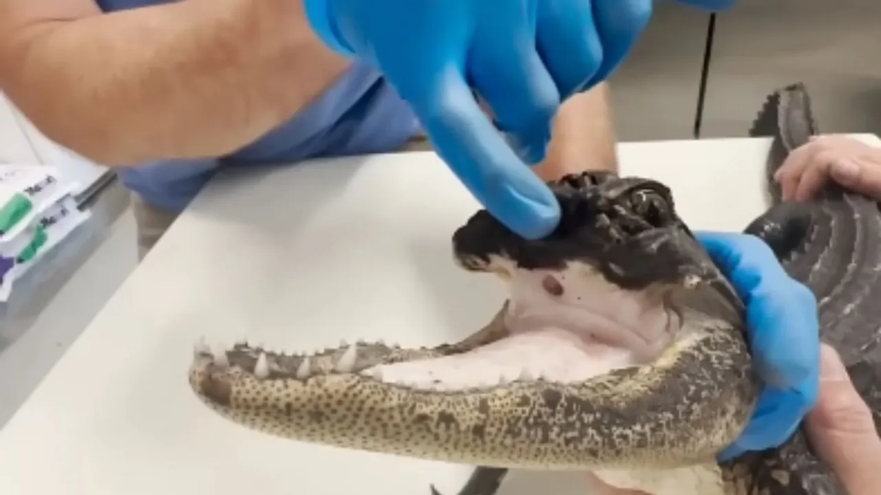 crocodile mouth cut video viral