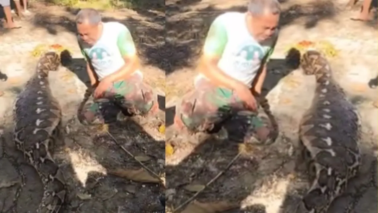 Giant Python Eat Child