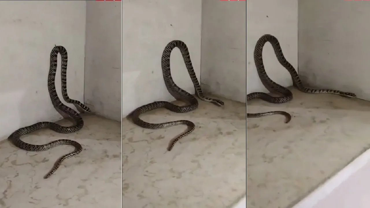Hornet Flying Snake