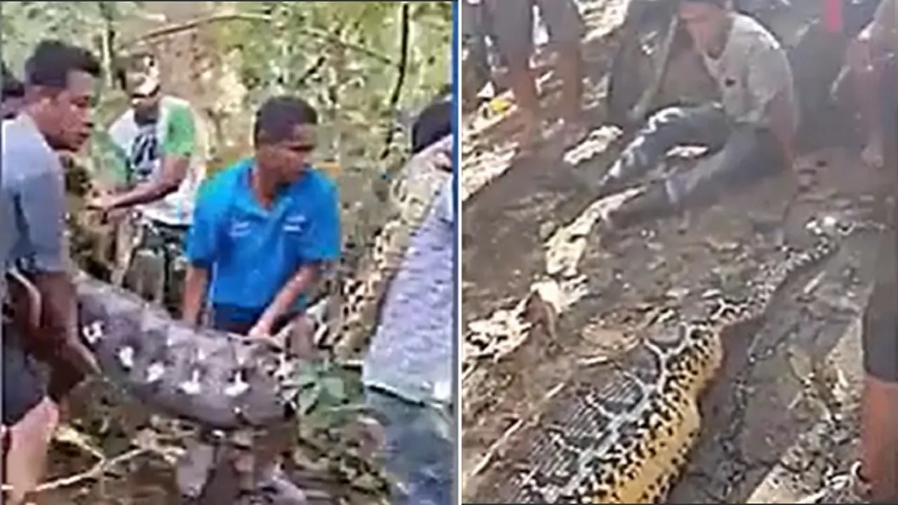 Man swallowed whole by giant python in Indonesia