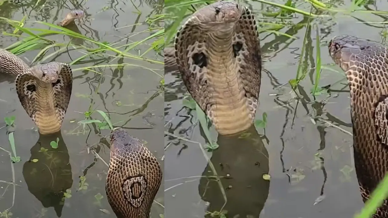 viral cobra video love
