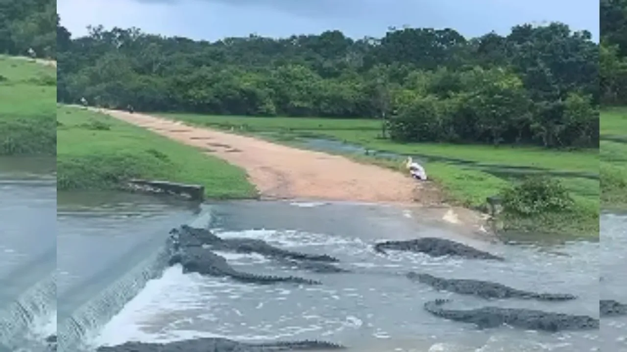 viral crocodile video on social media