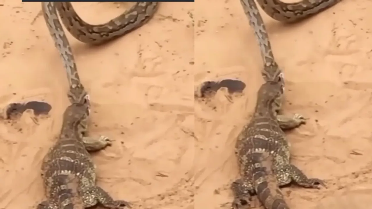 viral video lizard python