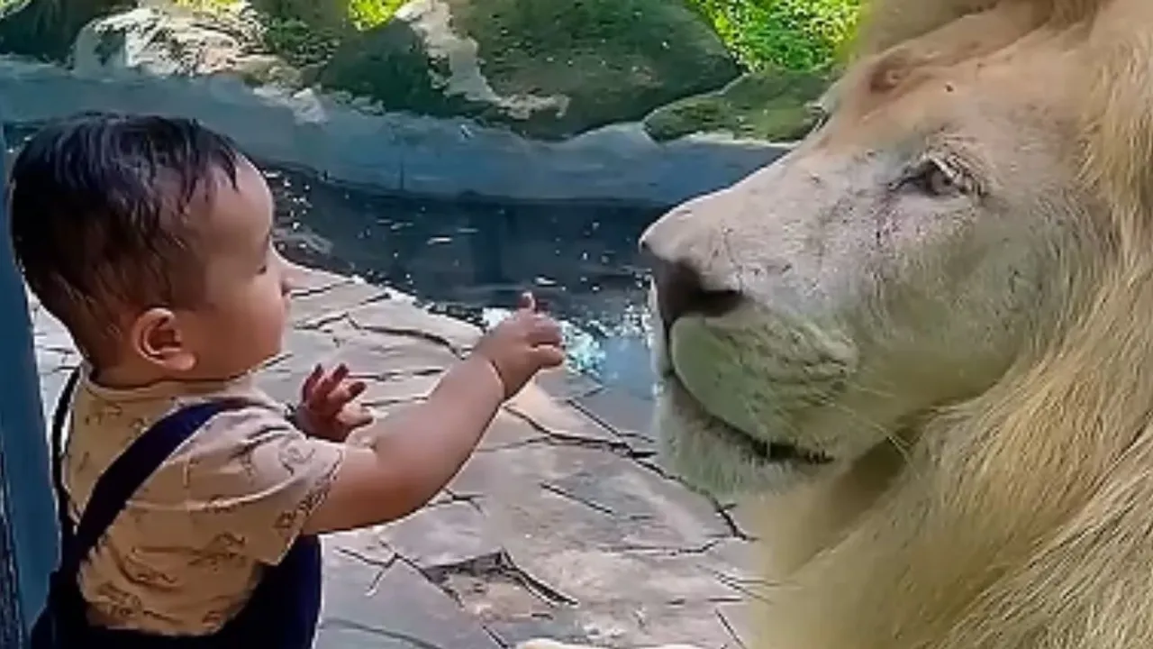 lion kids zoo video