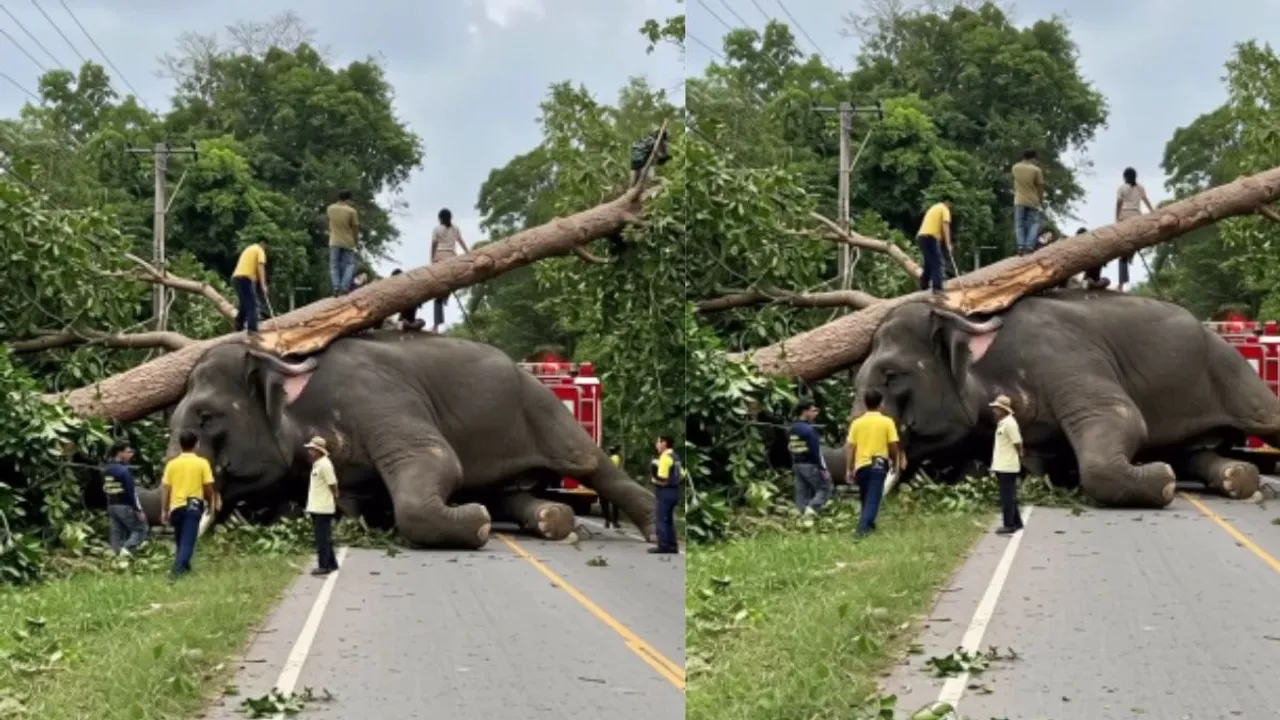 viral elephant video (1)