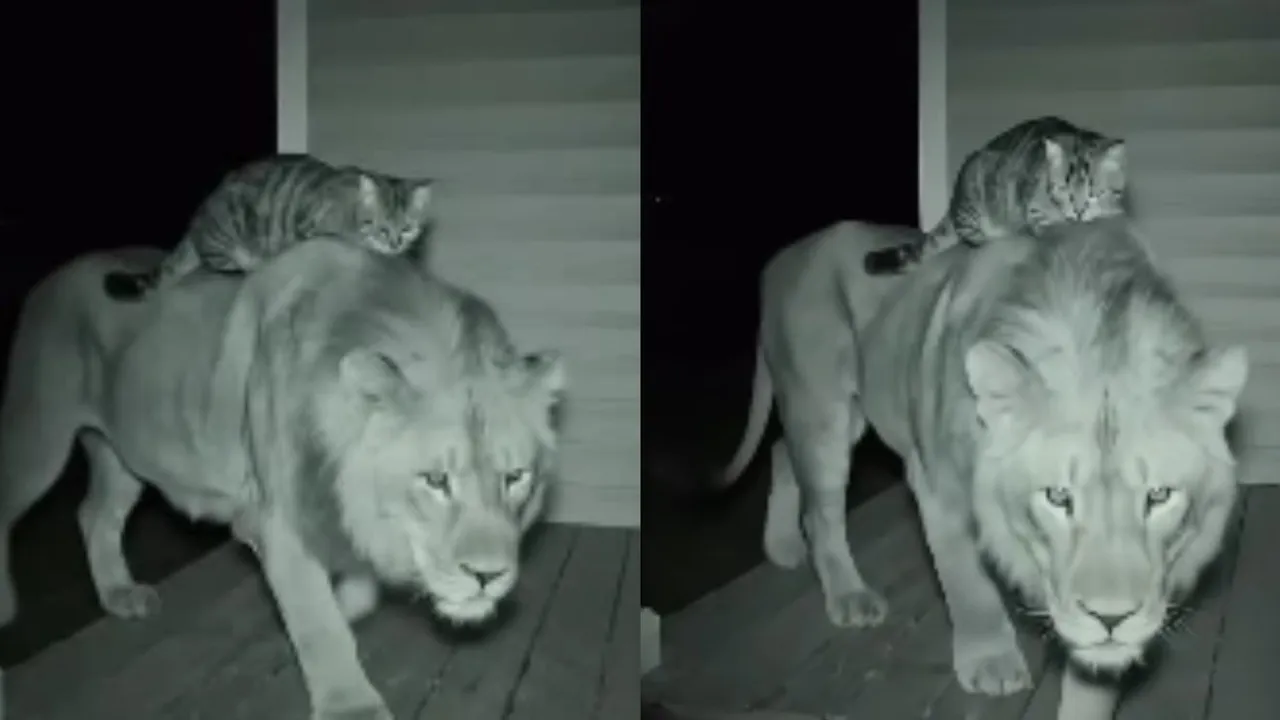 viral lion cat video