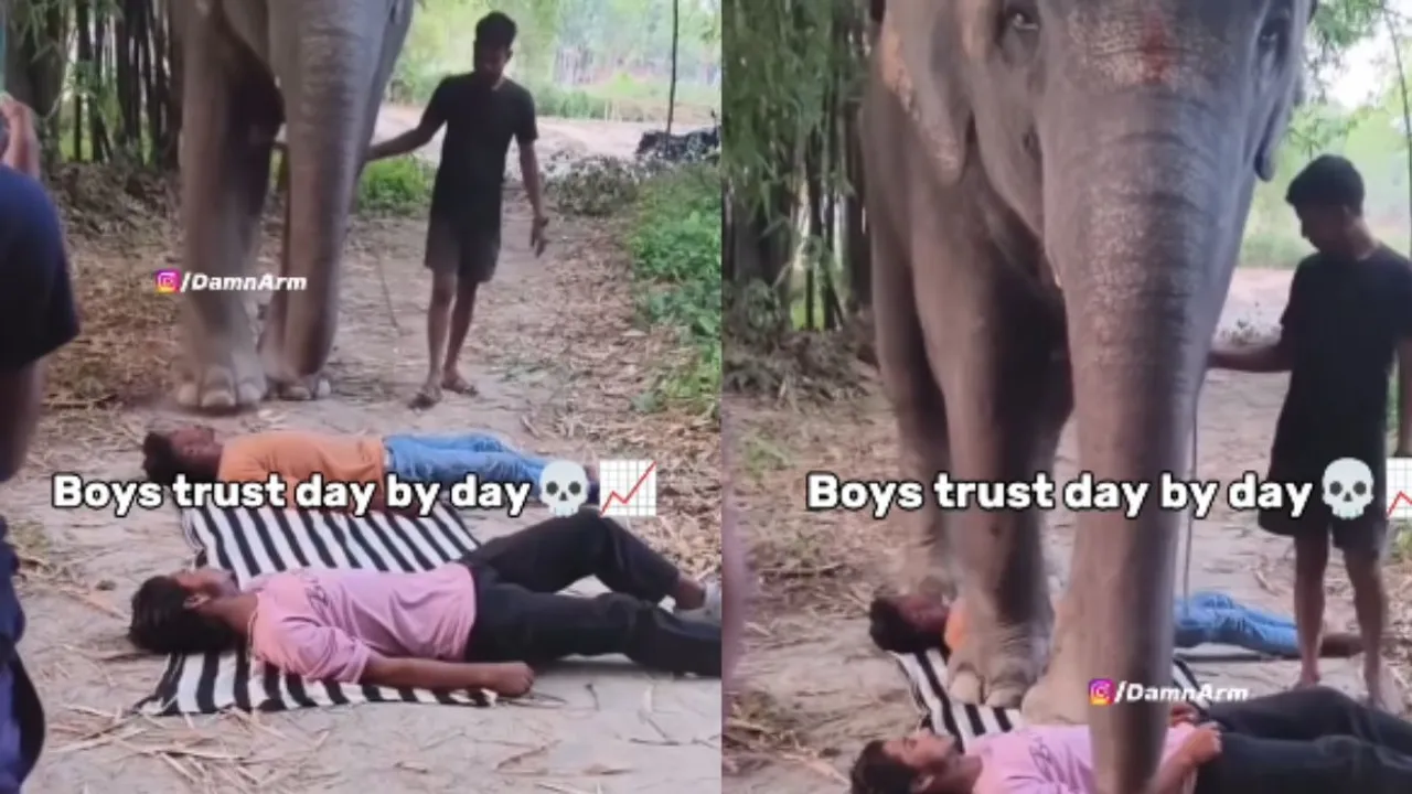 elephant video