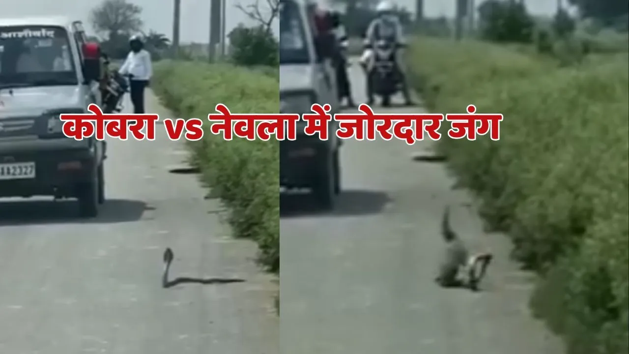 King Cobra vs Mongoos Fight Video Viral