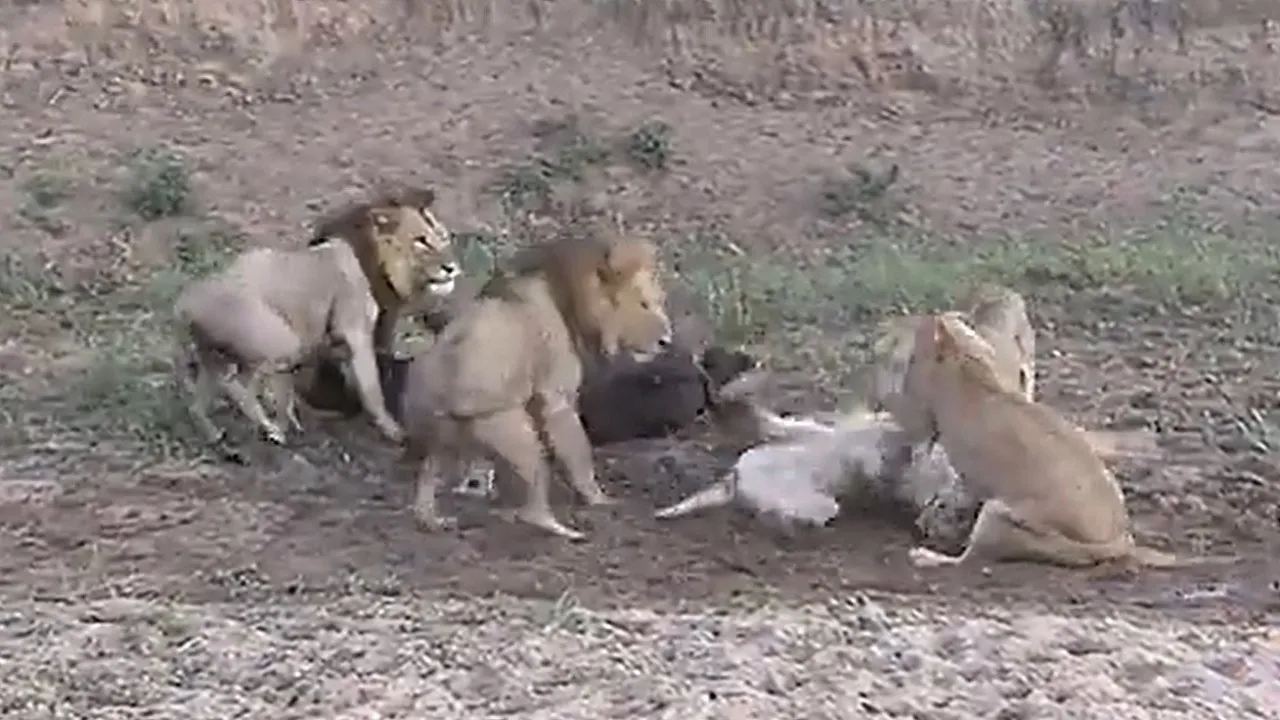 Lion Fighting