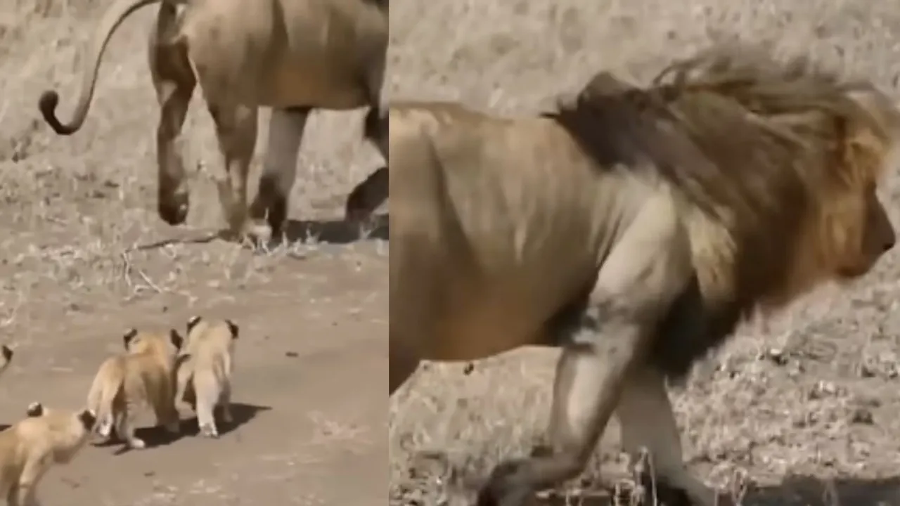 viral lion cub video on social media
