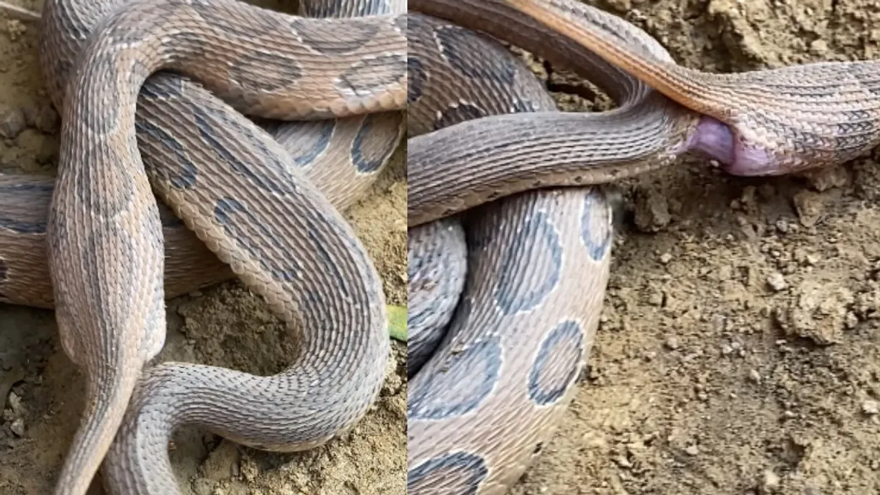 viral python mating video