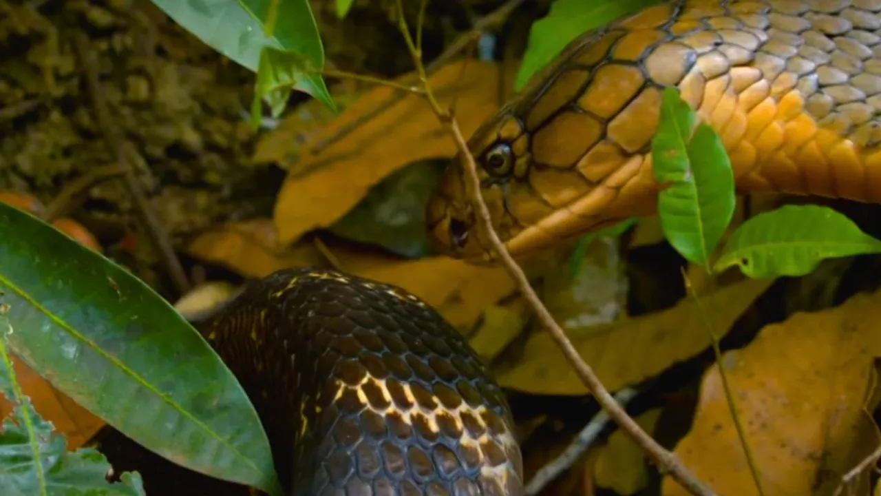 cobra video