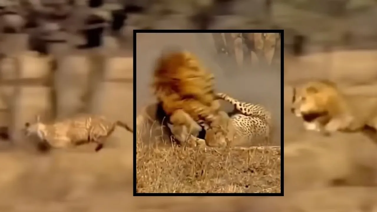 lion attacked video (1)