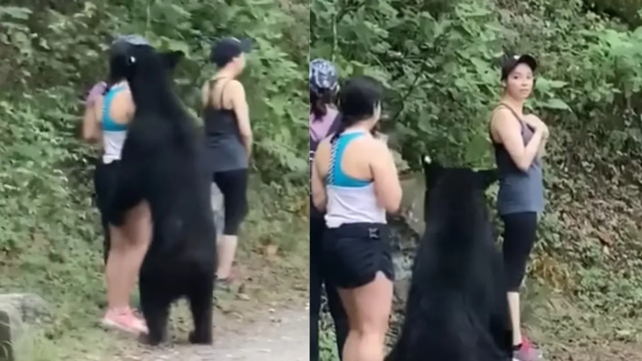 viral bear videos