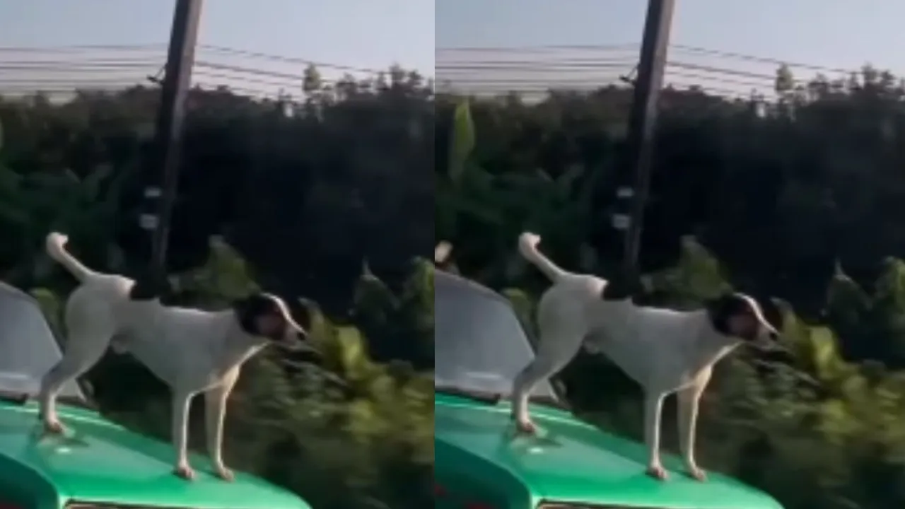 viral dog car bonet video