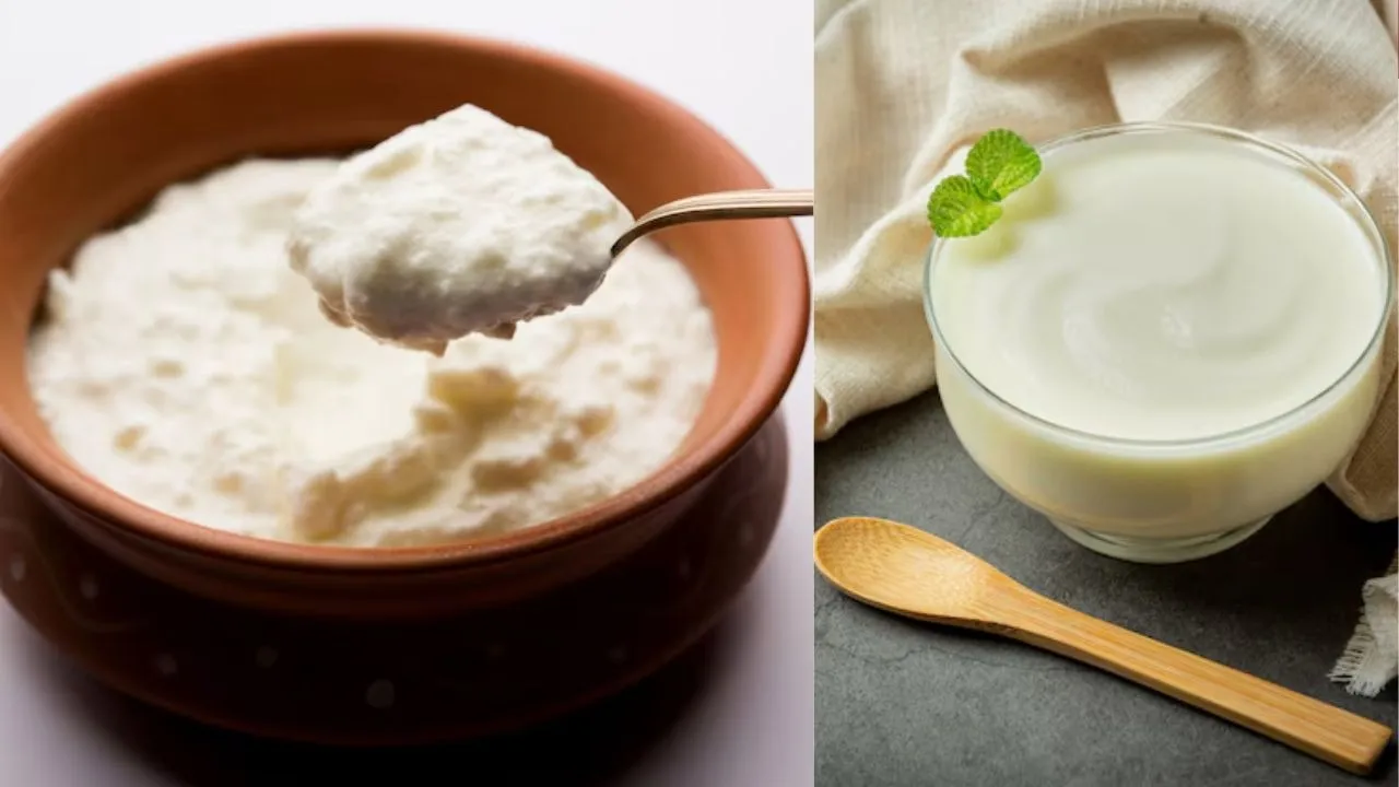 Curd and Yogurt