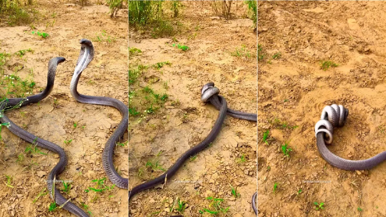 King Cobra viral News