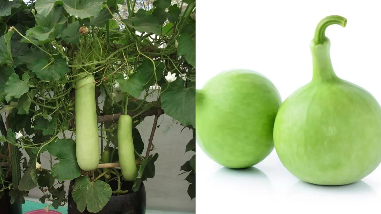 Round Bottle Gourd