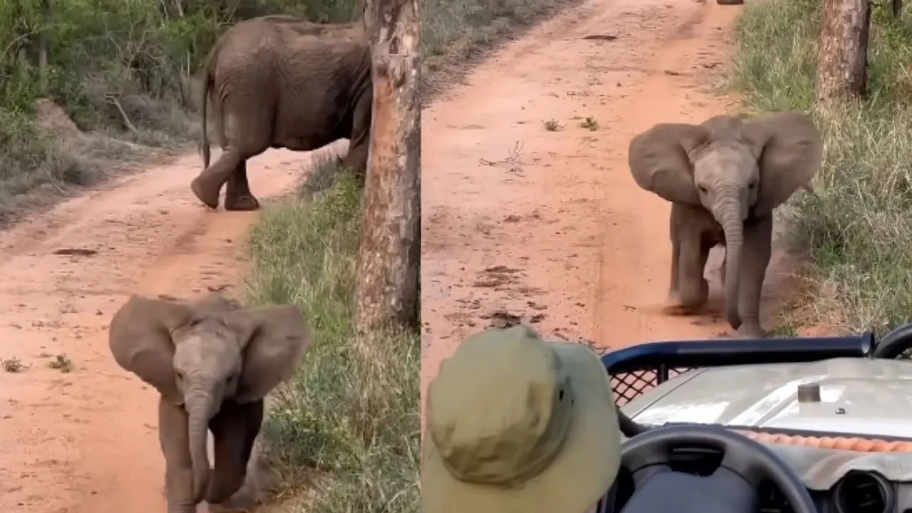baby elephants viral video