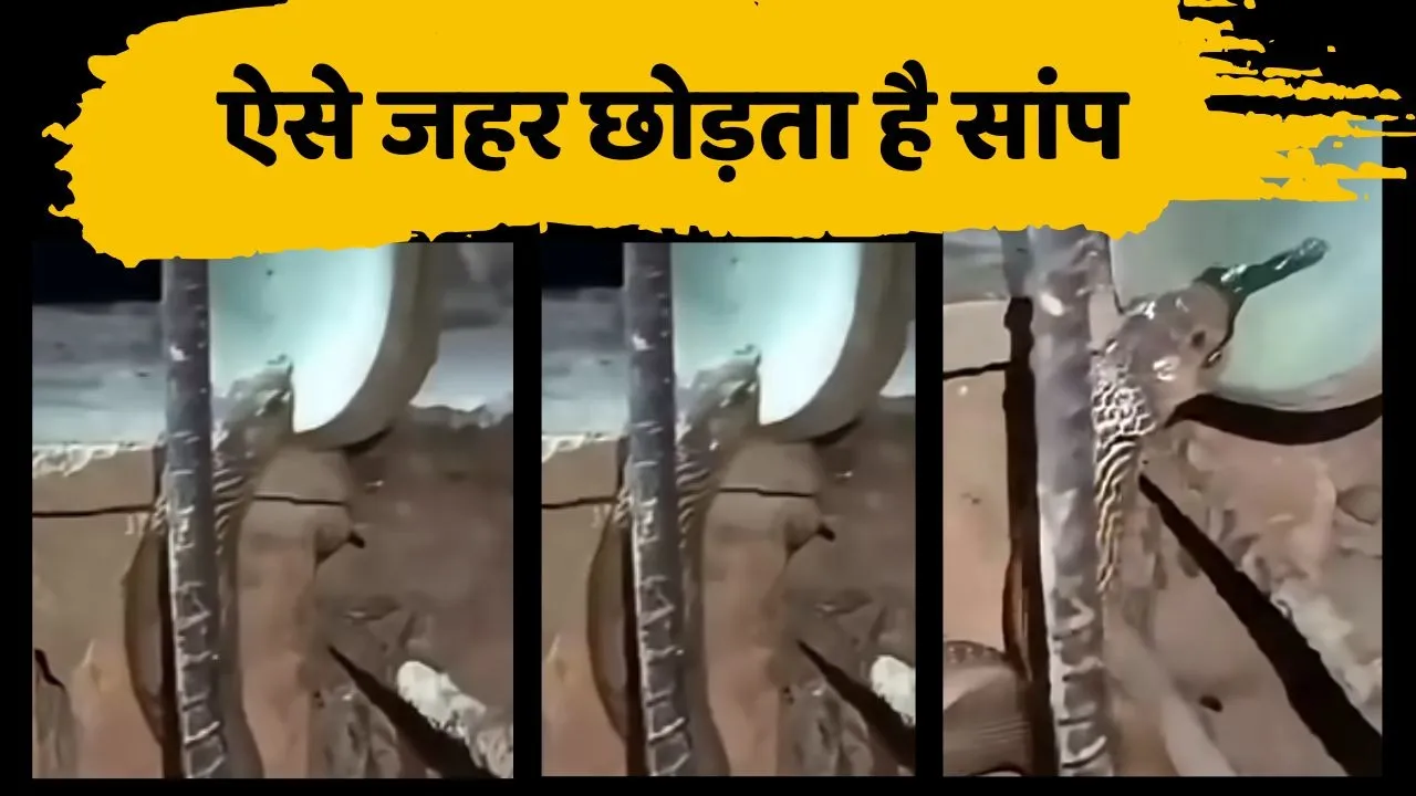 How to a snake releases poison Video Viral