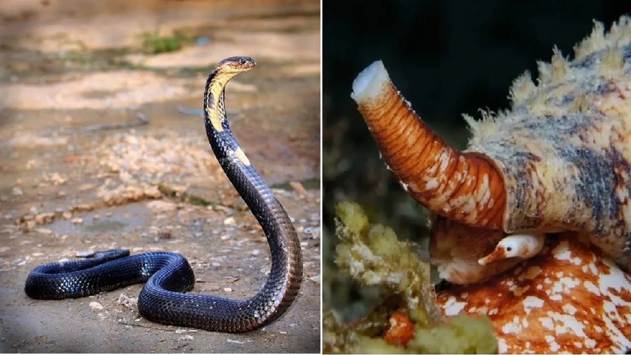 king cobra vs geography cone snail