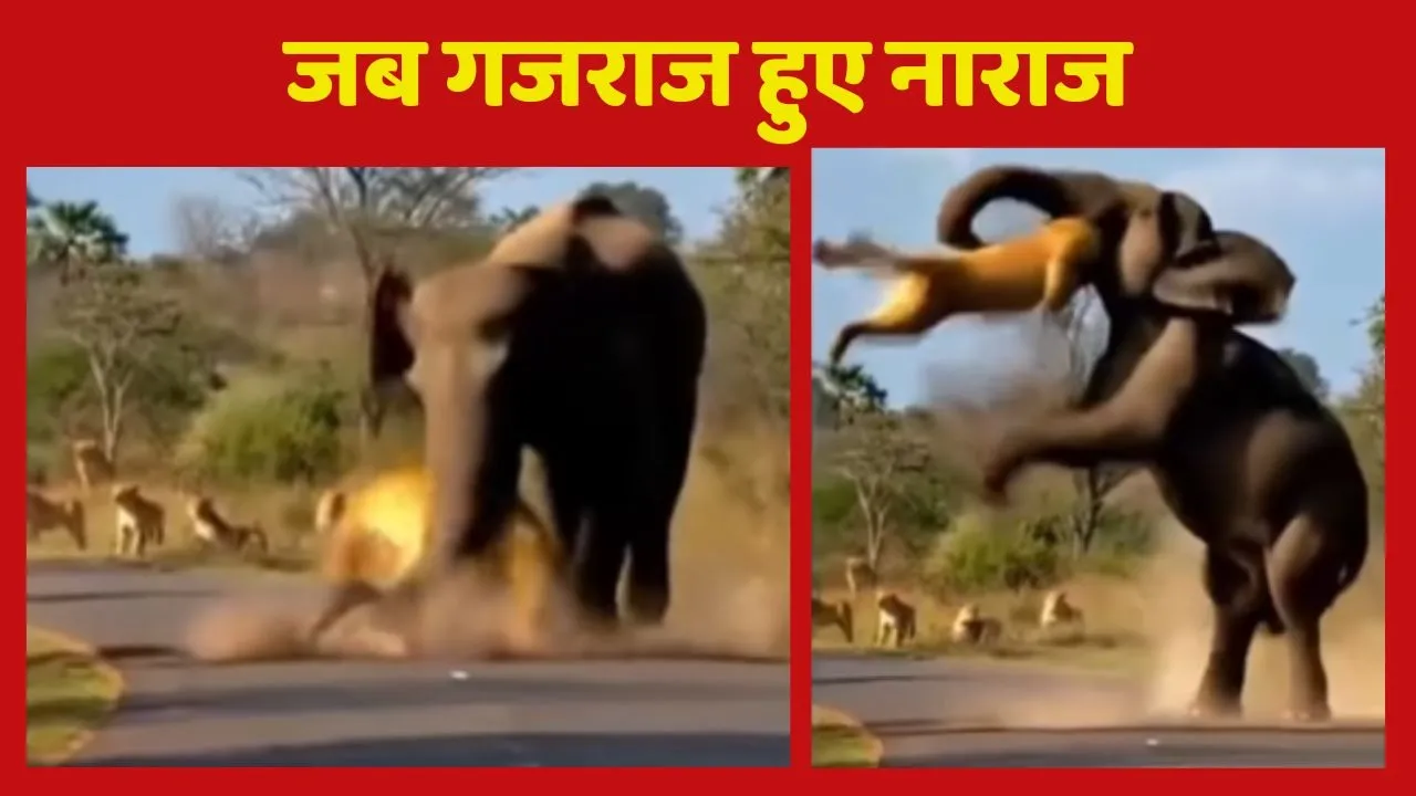 Lion and Elephant Fight Video Viral