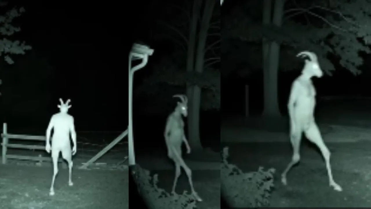mysterious creature