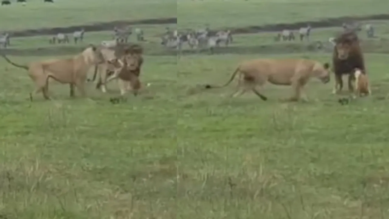VIRAL NEWS DOG ATTACK LIONS