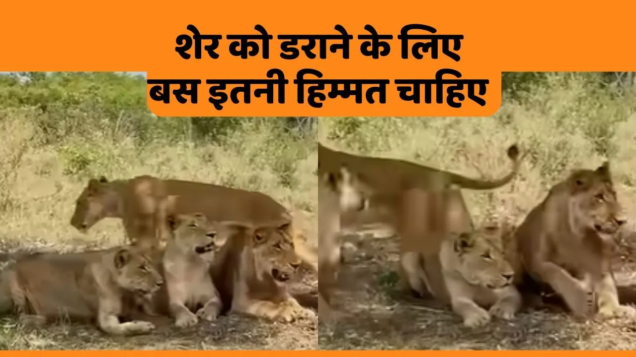 Lion Fear Video Viral