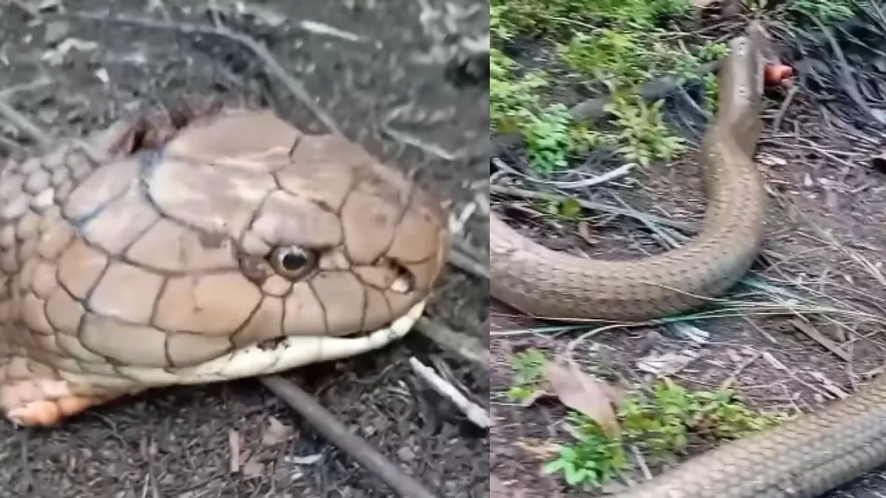 SNAKE VIDEO TRENDING