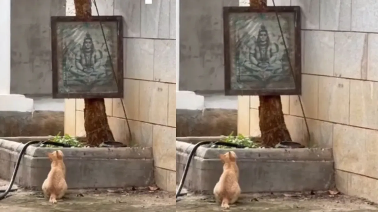 viral cat video