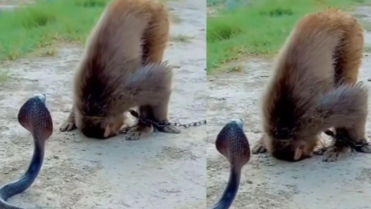 viral monkey video (1)