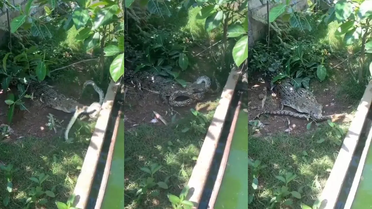 Crocodile Python fight