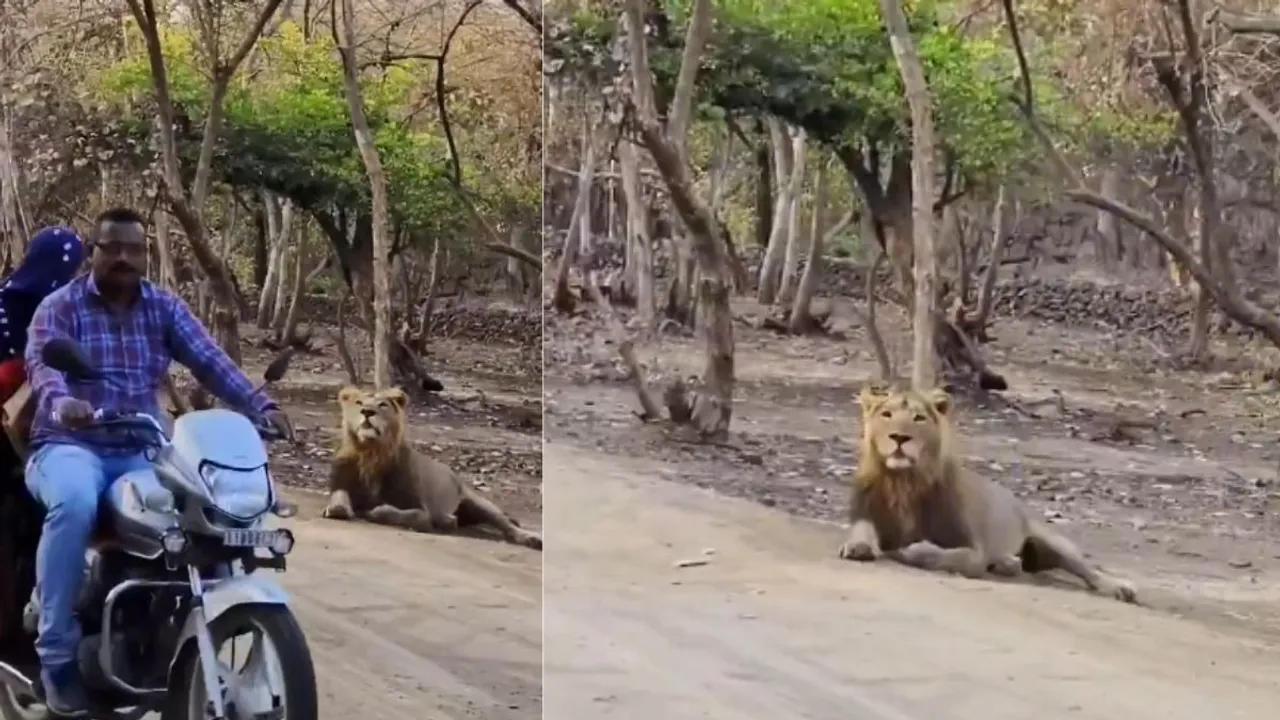gir lion forest