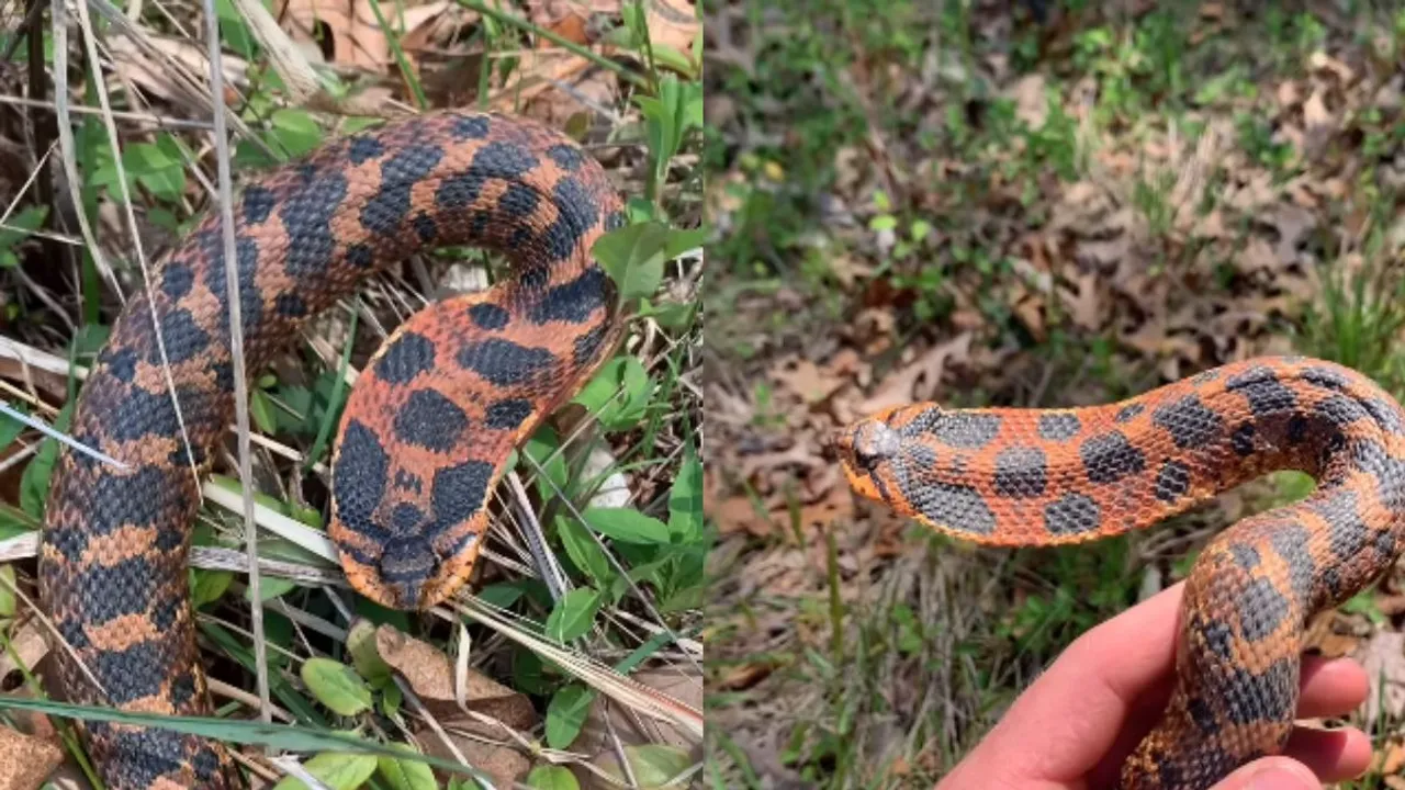 Hognose Snake