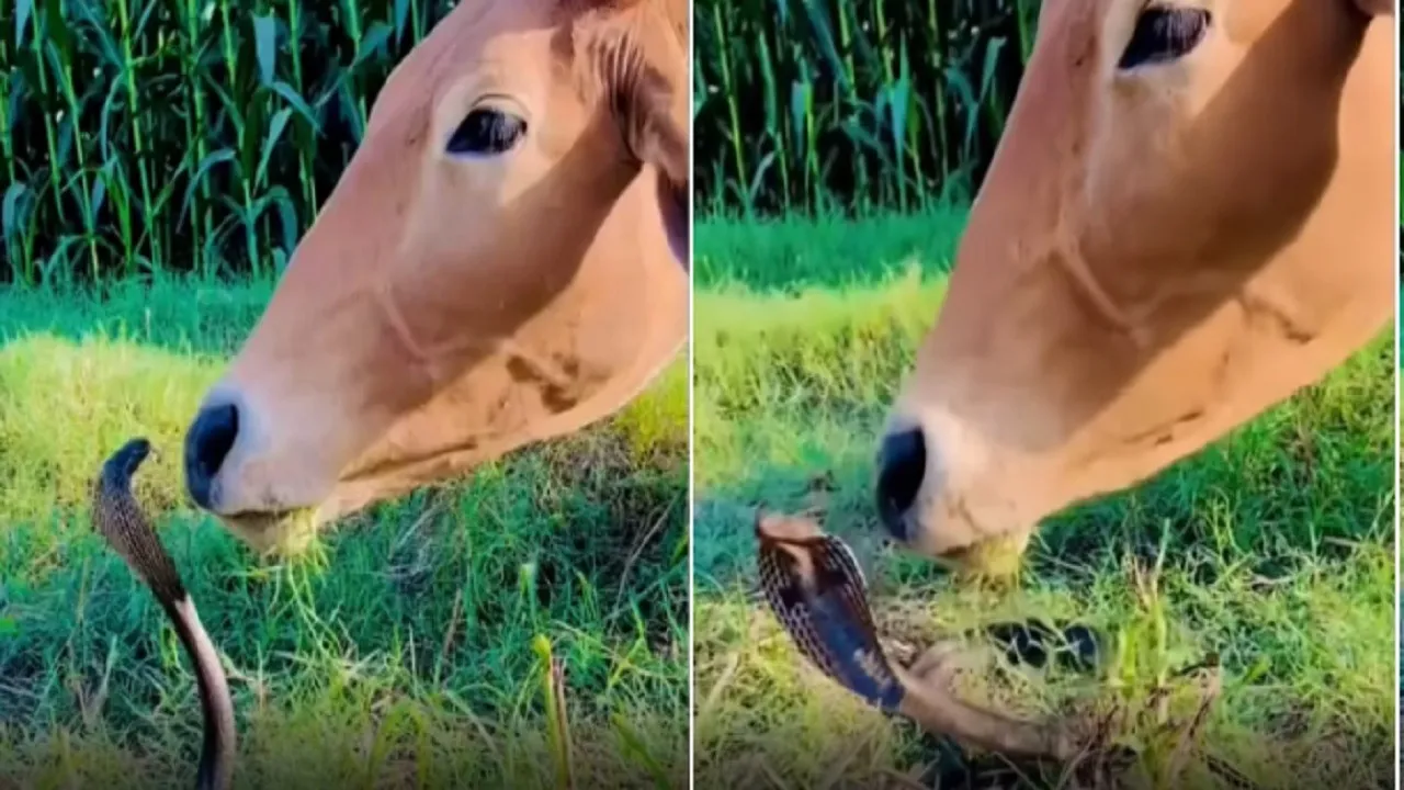 King Cobra vs Cow