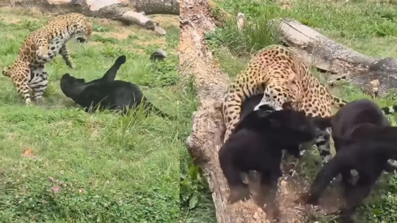 Leopard and Jaguar clash viral video