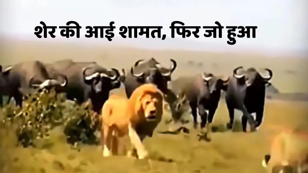 Attitude of Lion Video Viral