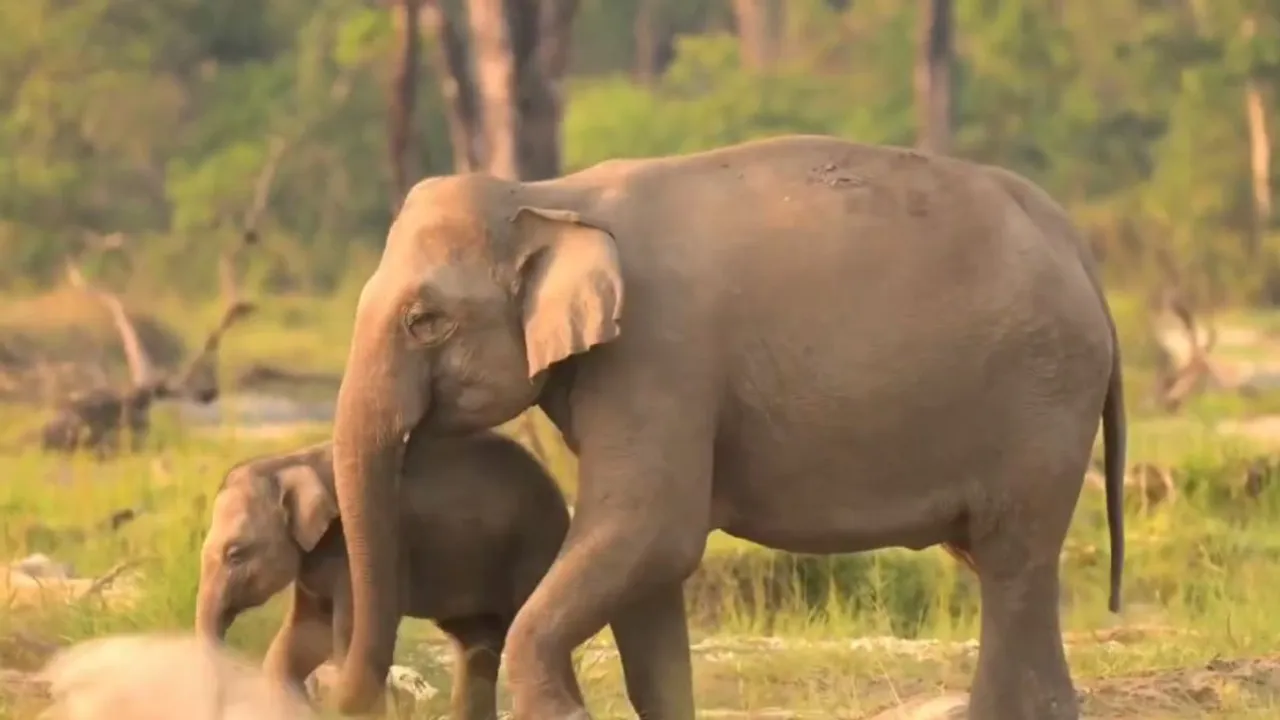 elephant video (1)