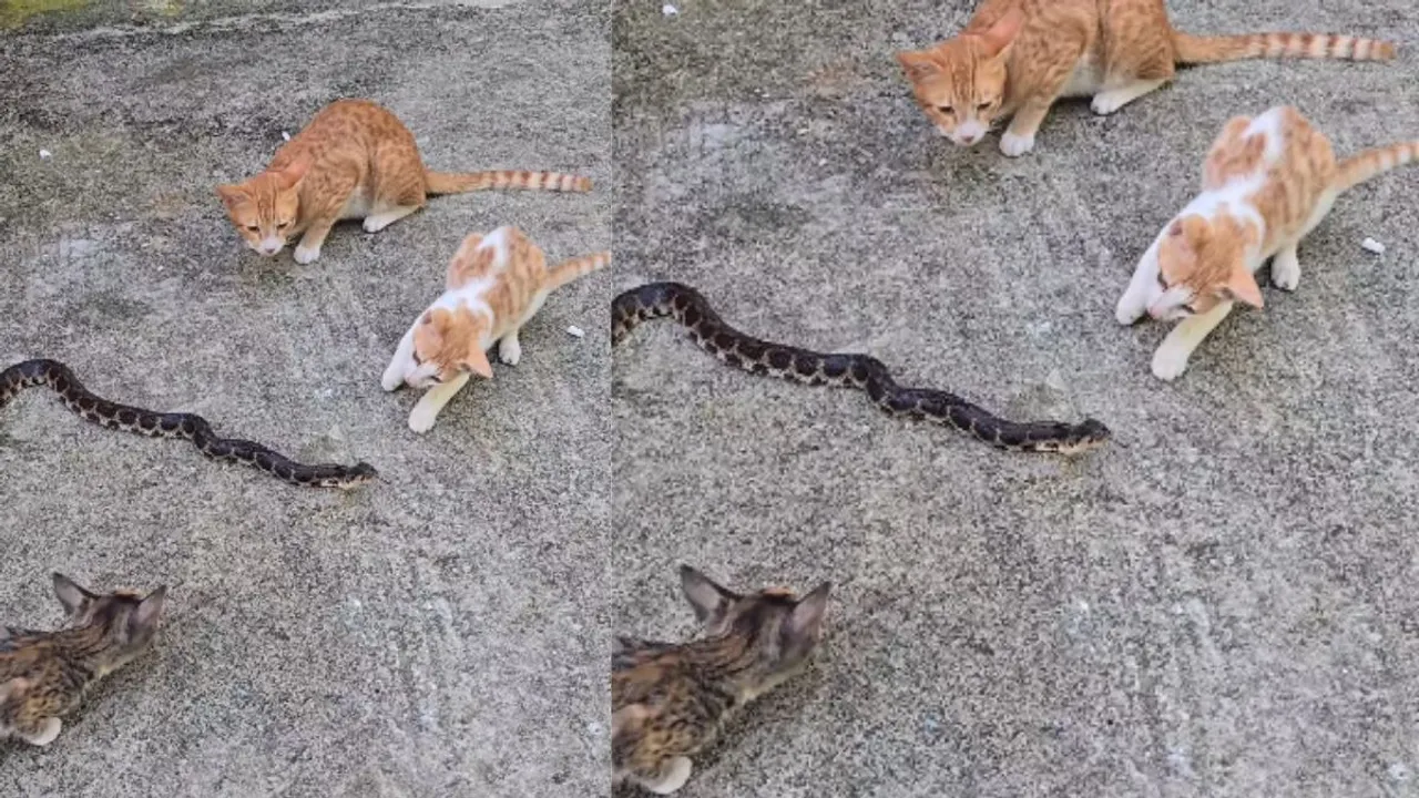 viral cat snake fight