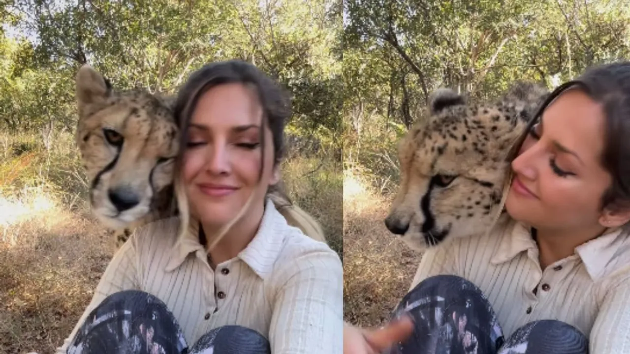 viral cheetah video (1)