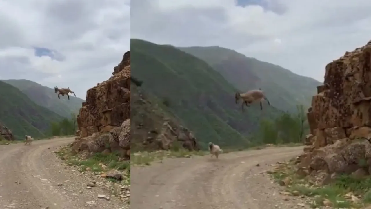 viral goat jump video