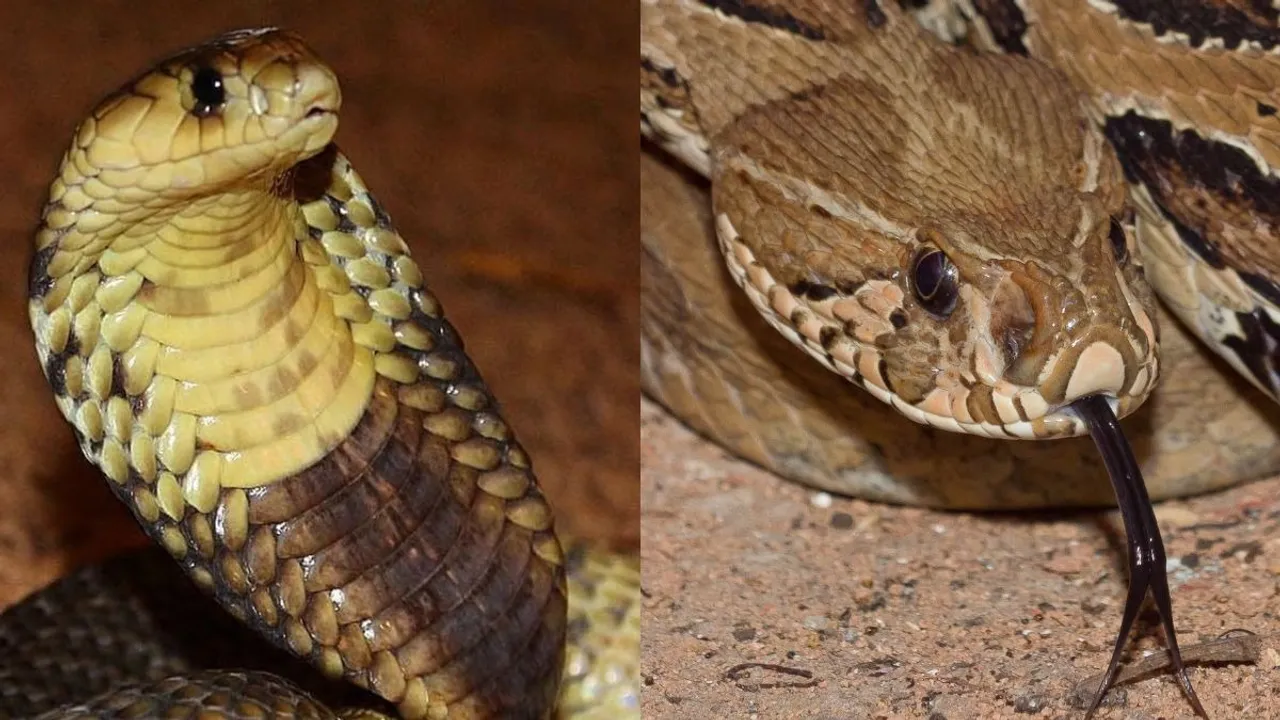 russell viper vs cobra
