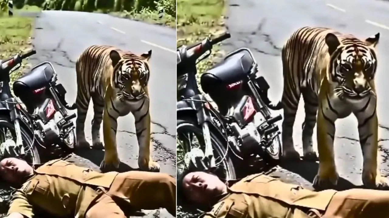 viral tiger attack video
