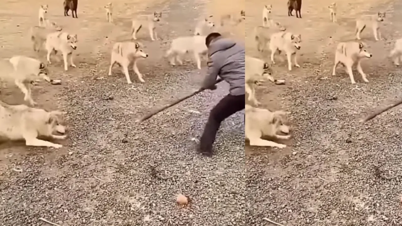 viral video wolf attack