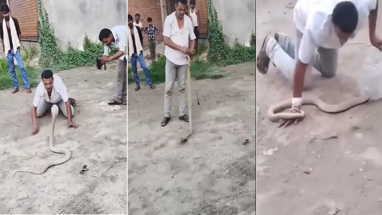 King Cobra Bite Viral Video